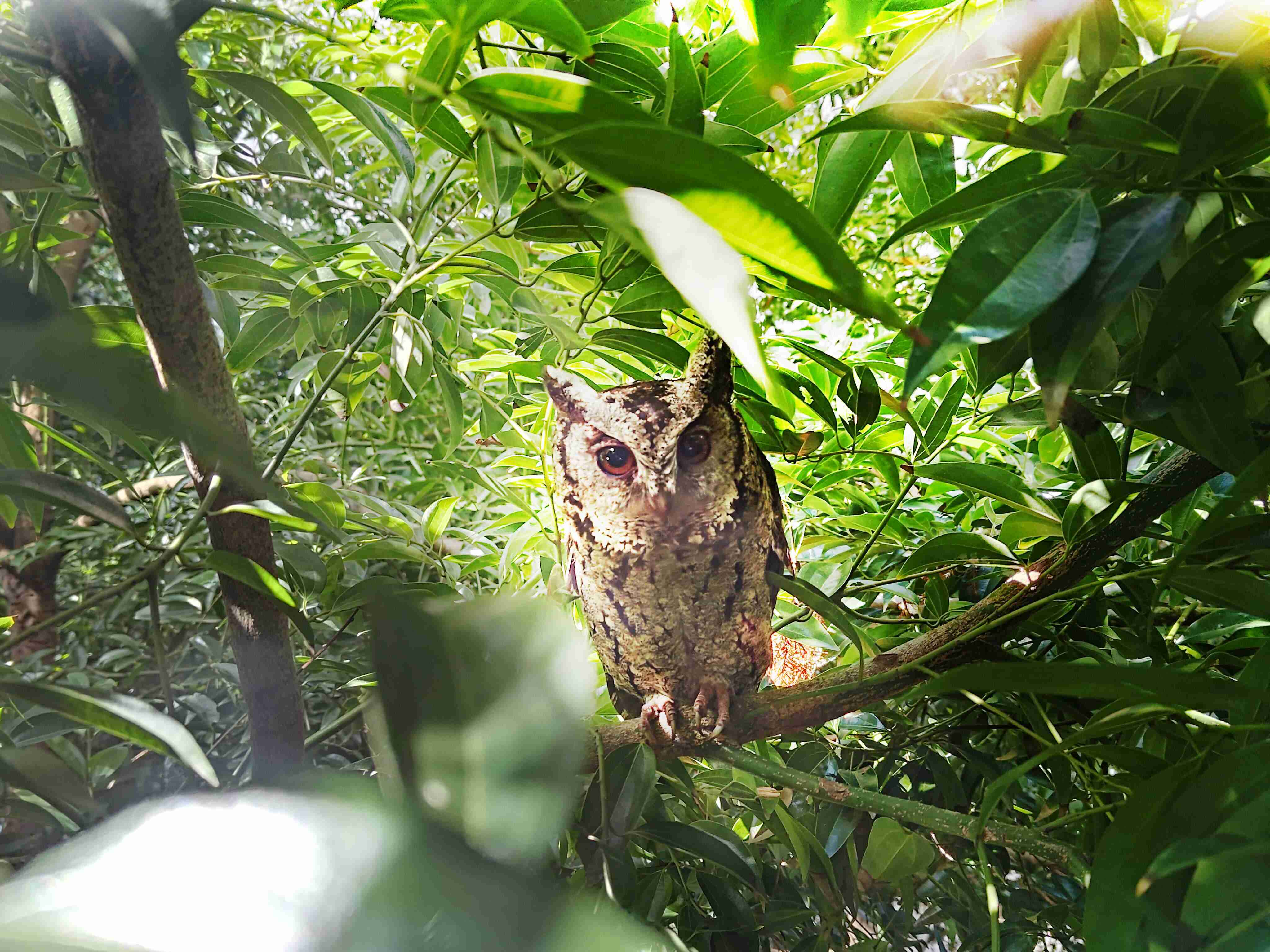 开云电子致力提倡净零绿生活，，16年以来在全球各厂区植树逾百万棵，，，造就各厂区树木蔚然成林，，犹如森林工厂，，，成为许多生物的栖息地